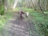 The critter gang